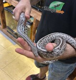 Magazoo Tessera Anery Male Adult Corn Snake