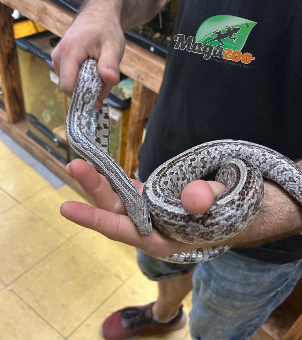 Magazoo Tessera Anery Male Adult Corn Snake