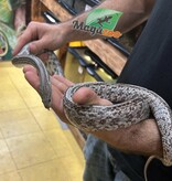 Magazoo Tessera Anery Male Adult Corn Snake