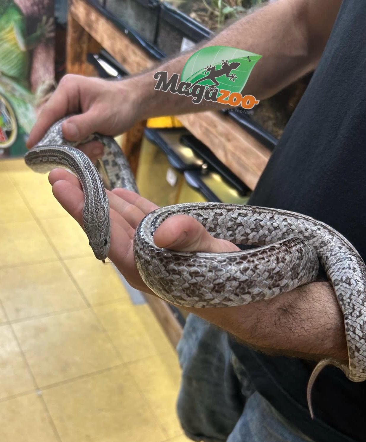 Magazoo Tessera Anery Male Adult Corn Snake