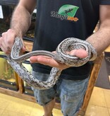 Magazoo Tessera Anery Male Adult Corn Snake