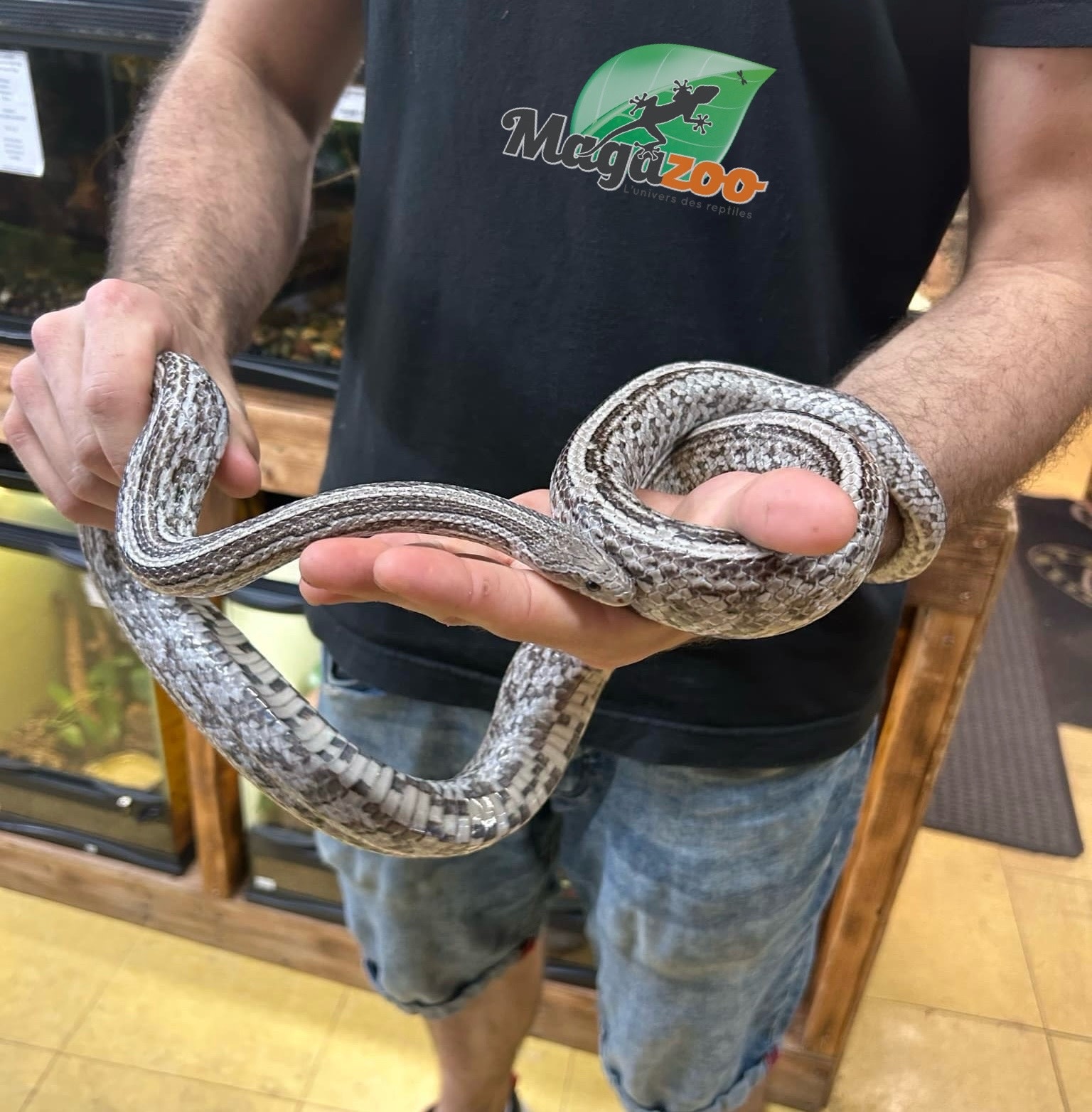 Magazoo Tessera Anery Male Adult Corn Snake