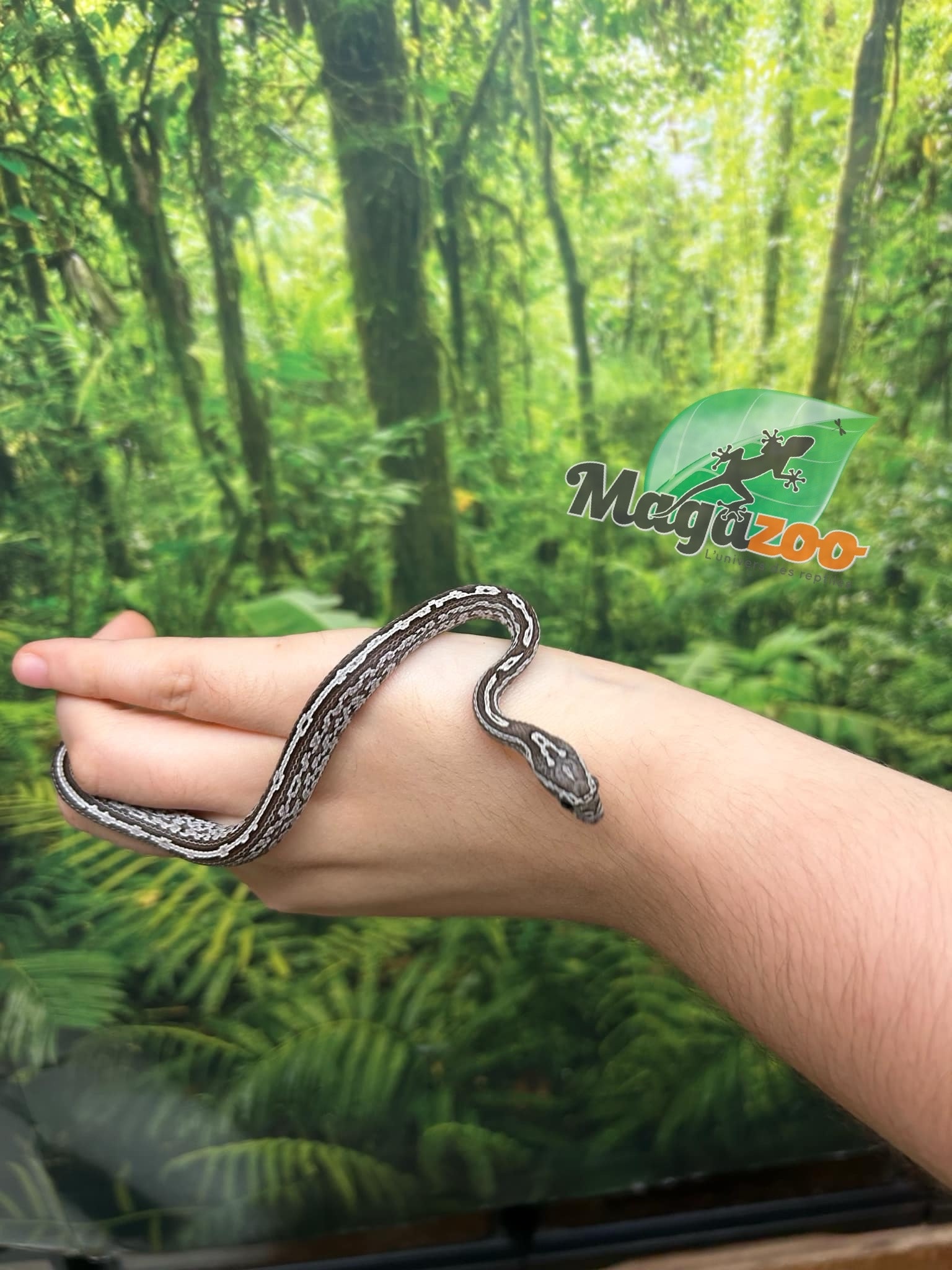 Magazoo Tessera Charcoal het. Amel Corn snake Male Baby #5 (May 2024)