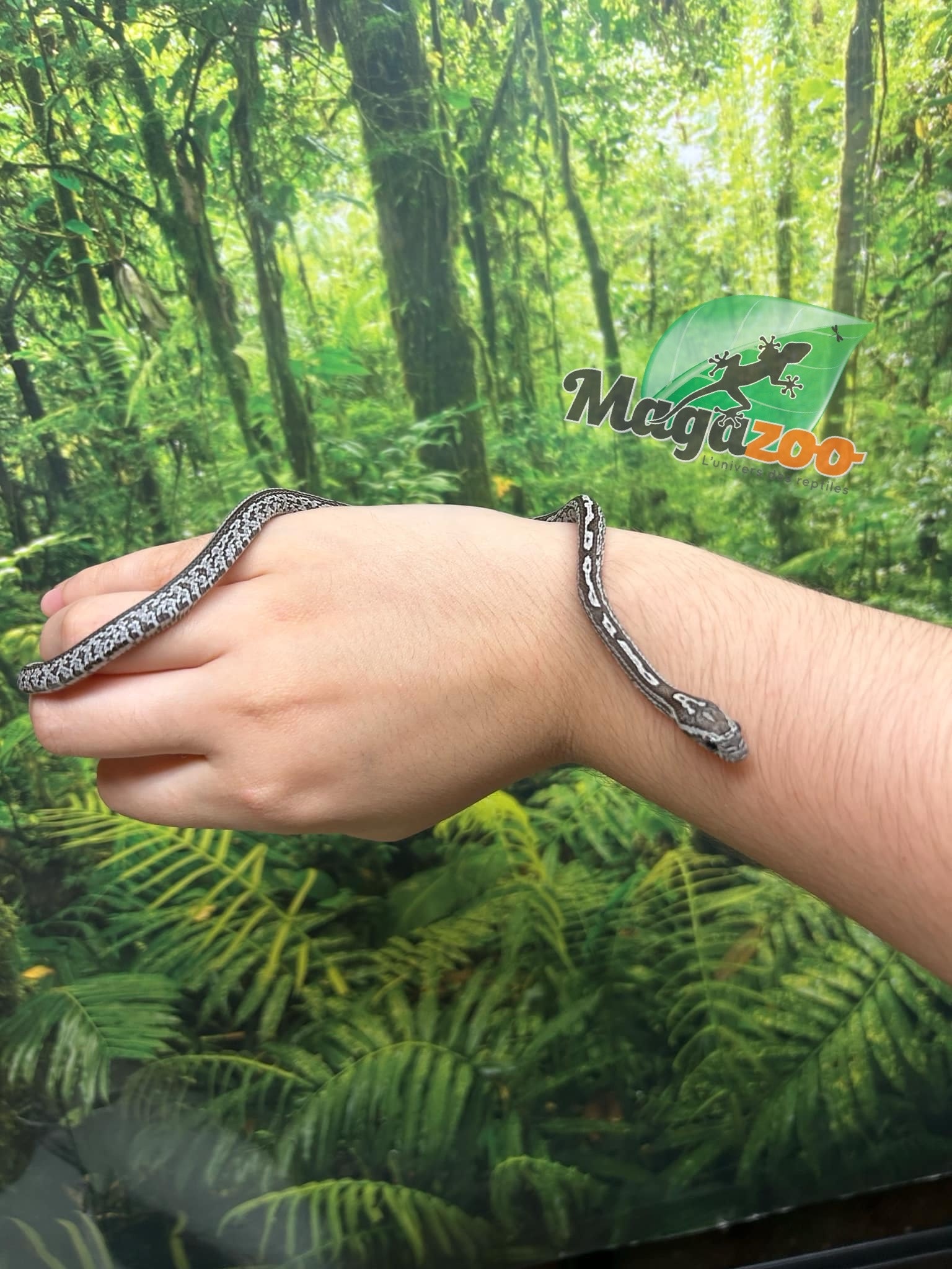 Magazoo Tessera Charcoal het. Amel Corn snake Male Baby #5 (May 2024)