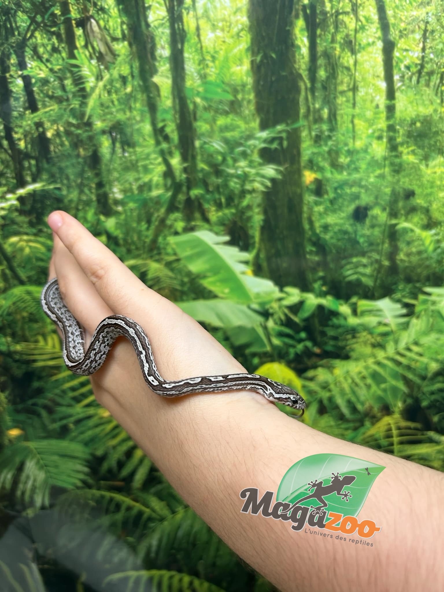 Magazoo Tessera Charcoal het. Amel Corn snake Male Baby #5 (May 2024)