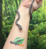 Magazoo Tessera Charcoal het. Amel Corn snake Female Baby #6 (May 2024)