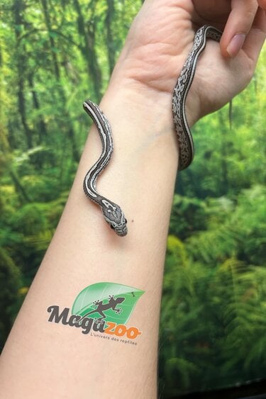 Magazoo Tessera Charcoal het. Amel Corn snake Female Baby #6 (May 2024)