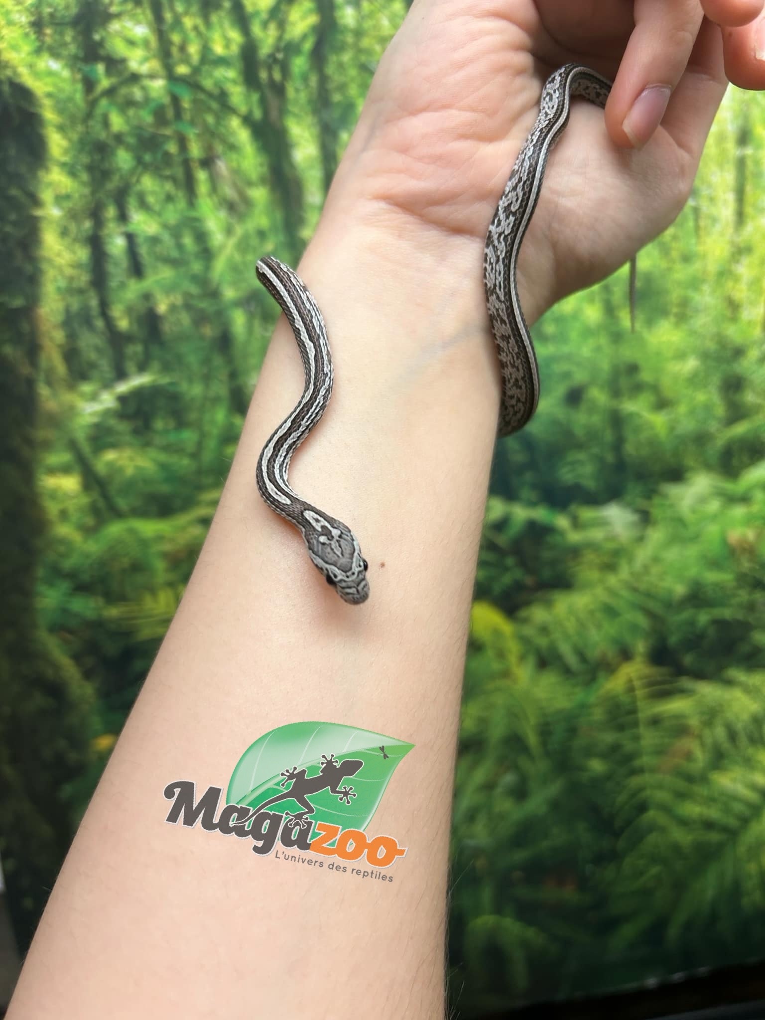 Magazoo Tessera Charcoal het. Amel Corn snake Female Baby #6 (May 2024)