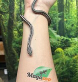 Magazoo Tessera Charcoal het. Amel Corn snake Female Baby #6 (May 2024)