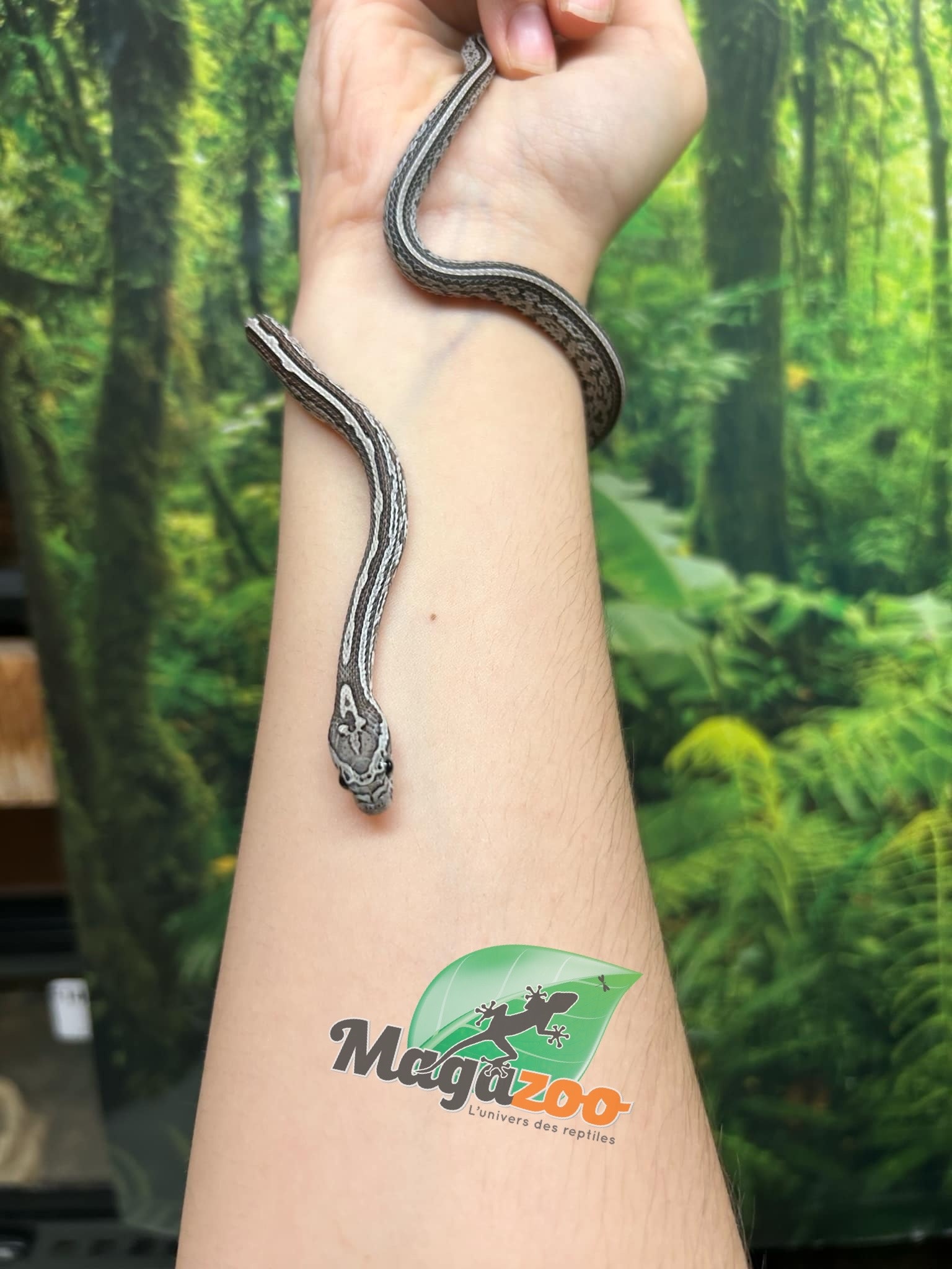 Magazoo Tessera Charcoal het. Amel Corn snake Female Baby #6 (May 2024)