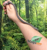 Magazoo Tessera Charcoal het. Amel Corn snake Female Baby #6 (May 2024)