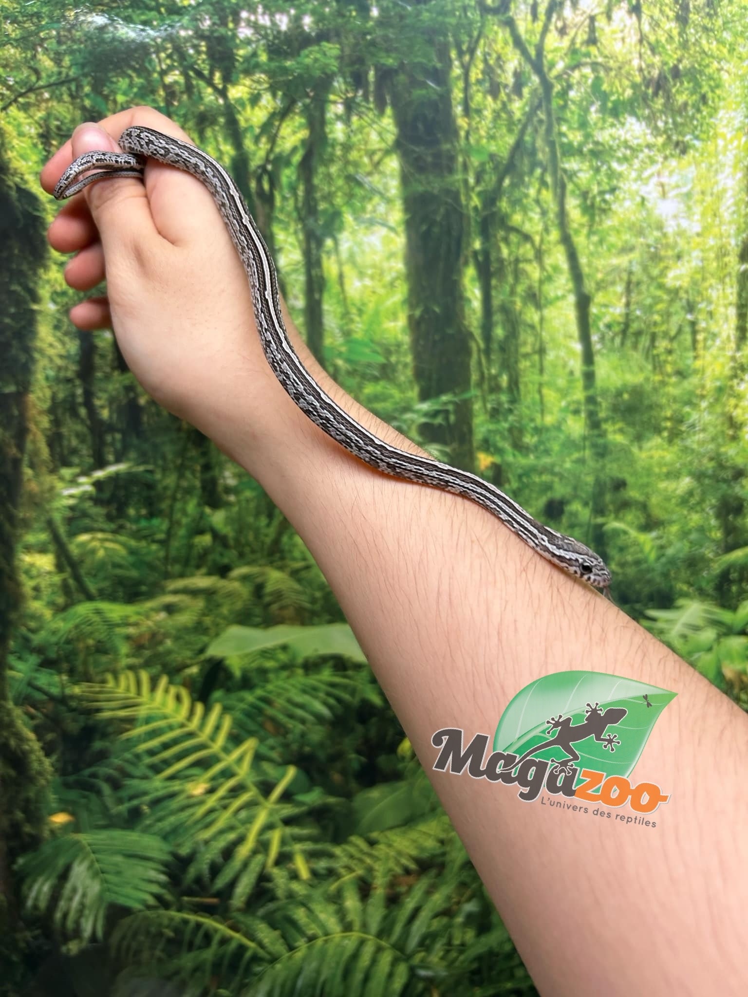 Magazoo Tessera Charcoal het. Amel Corn snake Female Baby #6 (May 2024)