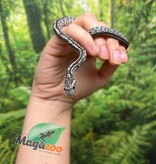 Magazoo Tessera Charcoal het. Amel Corn snake Female Baby #7 (May 2024)