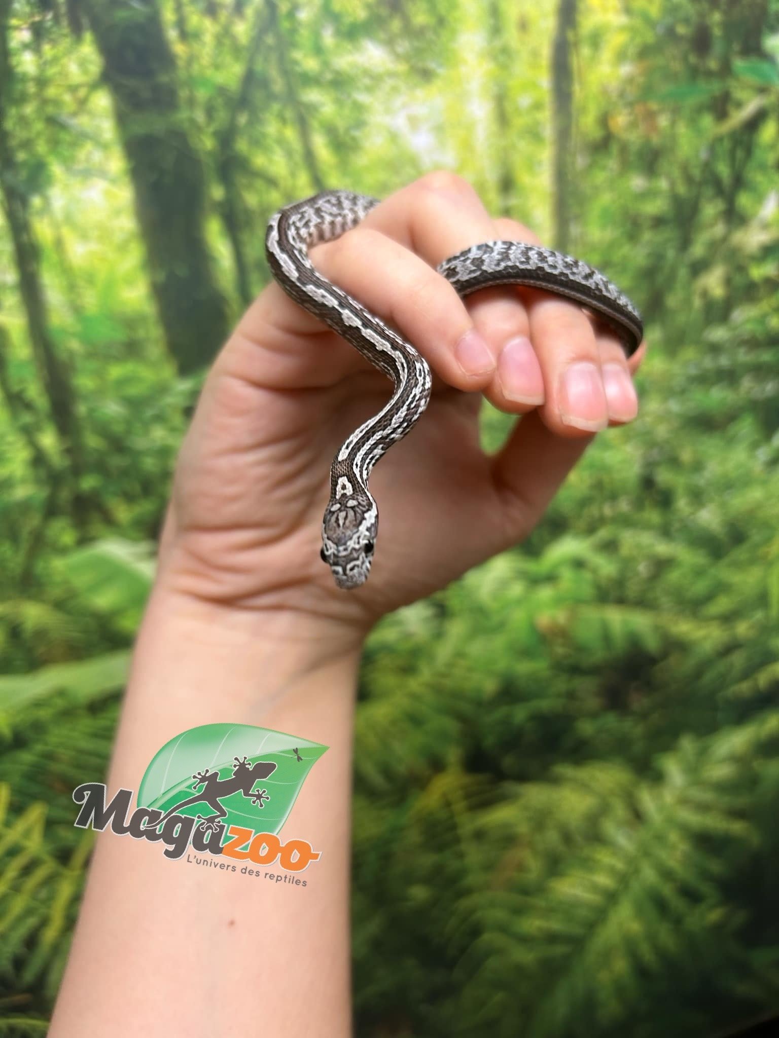 Magazoo Tessera Charcoal het. Amel Corn snake Female Baby #7 (May 2024)