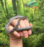 Magazoo Tessera Charcoal het. Amel Corn snake Female Baby #7 (May 2024)