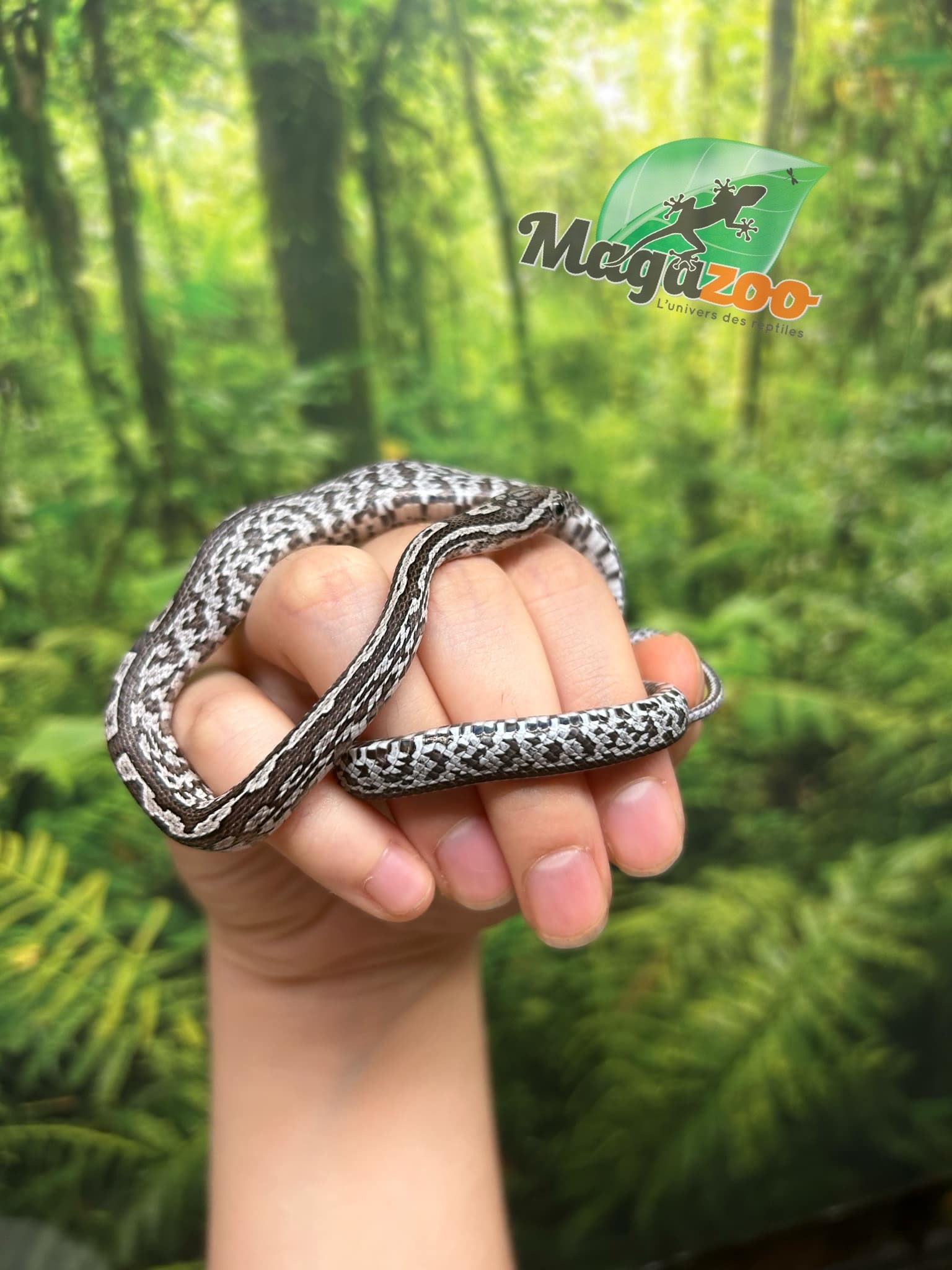 Magazoo Tessera Charcoal het. Amel Corn snake Female Baby #7 (May 2024)