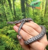 Magazoo Tessera Charcoal het. Amel Corn snake Female Baby #7 (May 2024)