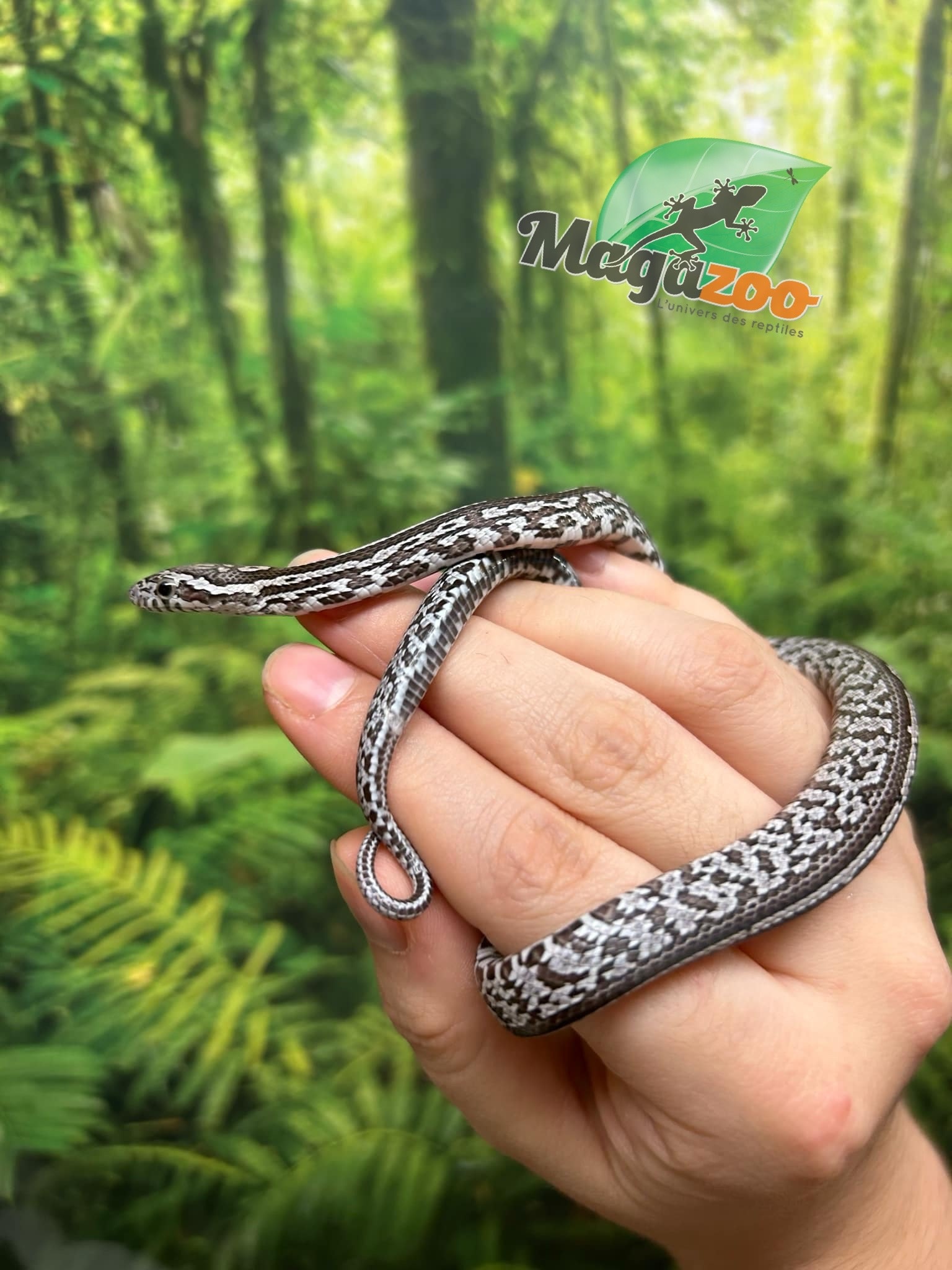 Magazoo Tessera Charcoal het. Amel Corn snake Female Baby #7 (May 2024)