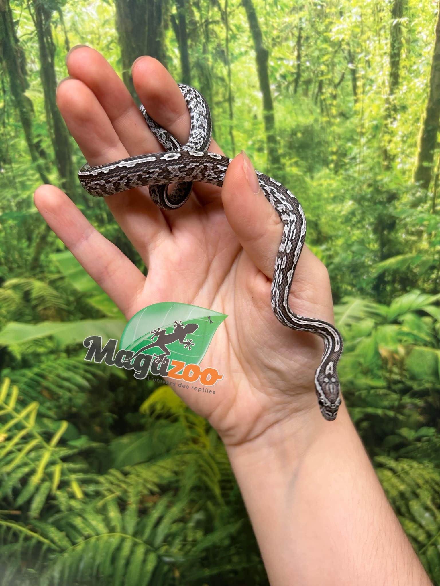 Magazoo Tessera Charcoal het. Amel Corn snake Female Baby #7 (May 2024)