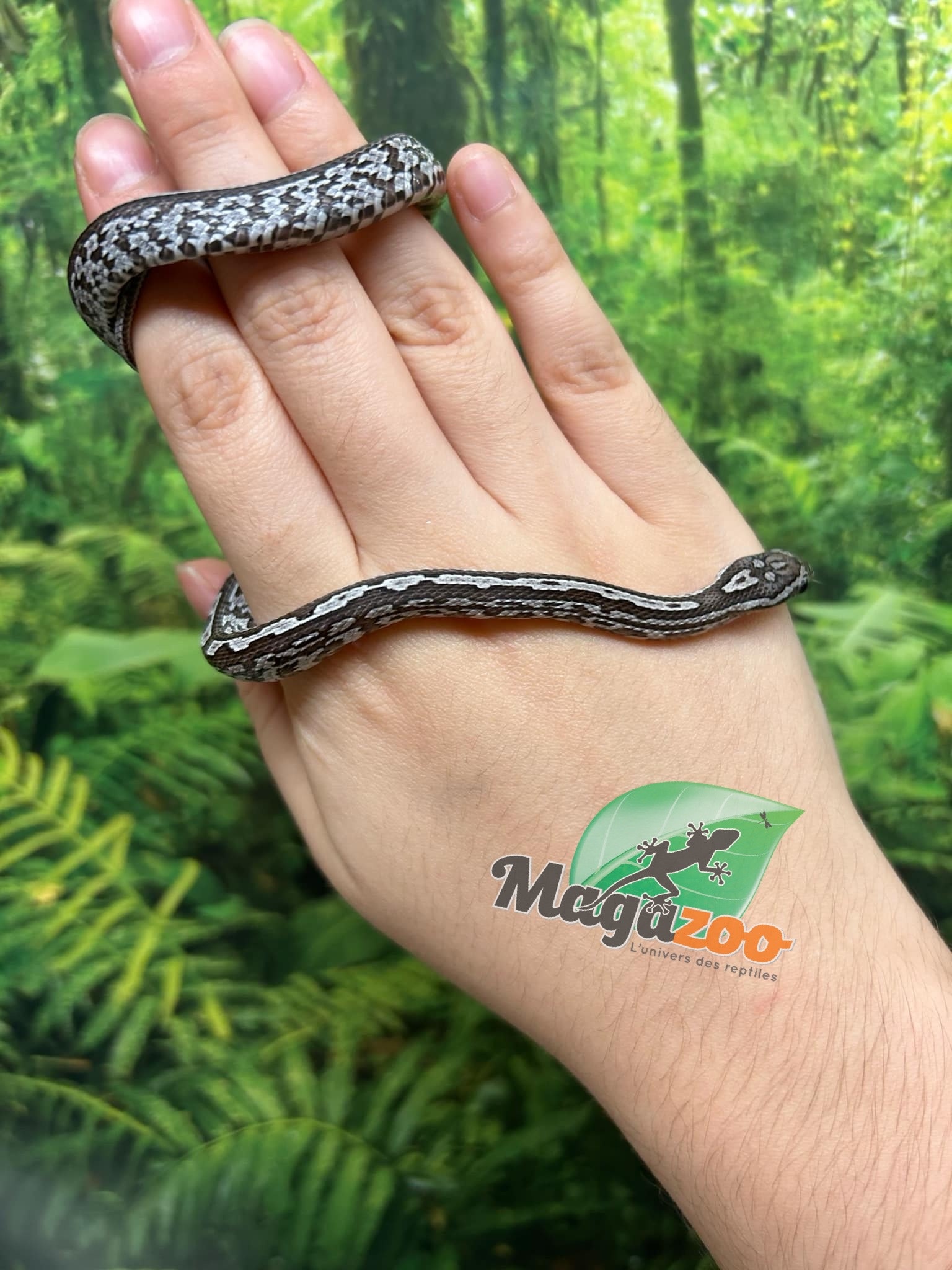 Magazoo Tessera Charcoal het. Amel Corn snake Female Baby #7 (May 2024)