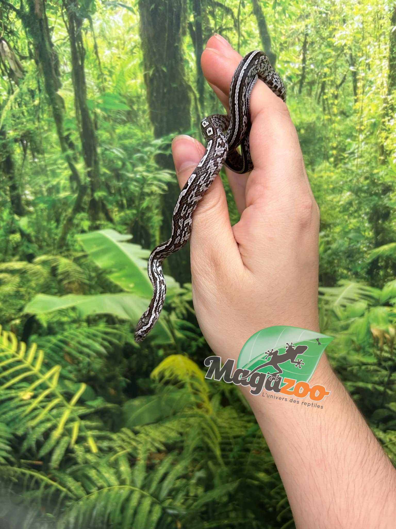 Magazoo Tessera Charcoal het. Amel Corn snake Female Baby #7 (May 2024)