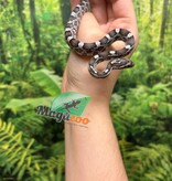 Magazoo Charcoal het. Amel Corn snake Male Baby #1 (May 2024)