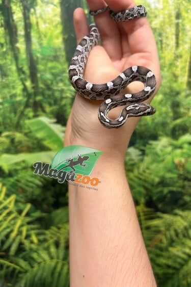 Magazoo Charcoal het. Amel Corn snake Male Baby #1 (May 2024)