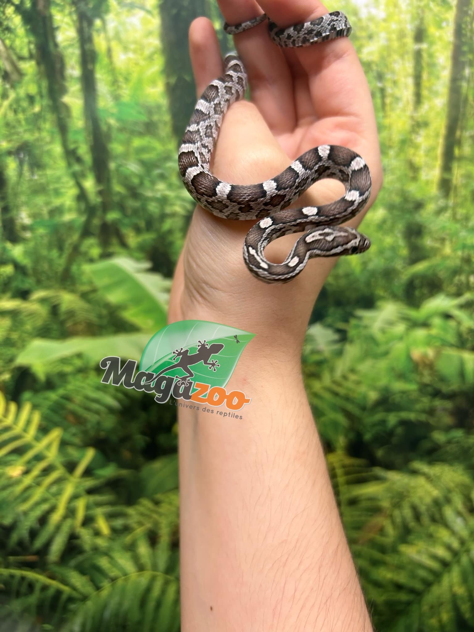 Magazoo Charcoal het. Amel Corn snake Male Baby #1 (May 2024)