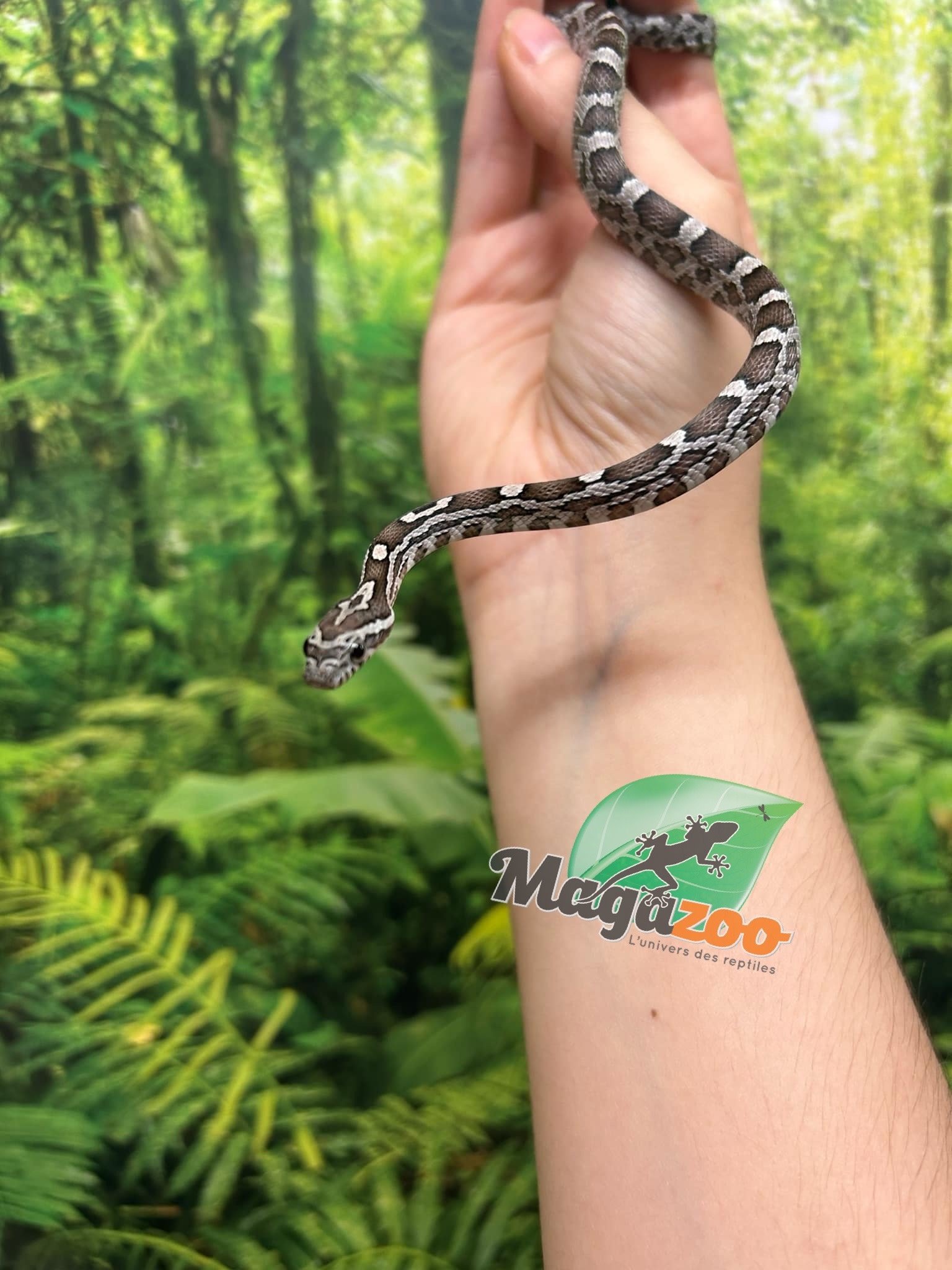 Magazoo Charcoal het. Amel Corn snake Male Baby #1 (May 2024)