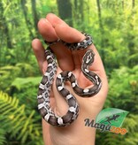 Magazoo Charcoal het. Amel Corn snake Male Baby #1 (May 2024)