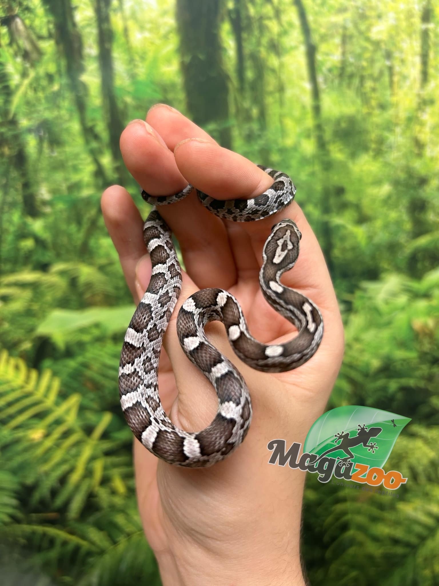 Magazoo Charcoal het. Amel Corn snake Male Baby #1 (May 2024)