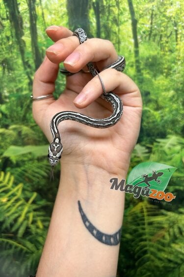 Magazoo Tessera Charcoal het. Amel Corn snake Female Baby #8 (May 2024)