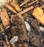 Magazoo Woodhouse Porcellio laevis Dairy Cow (15) Isopod