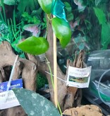 Magazoo Plante Hoya caudata