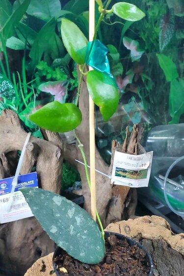 Magazoo Plante Hoya caudata