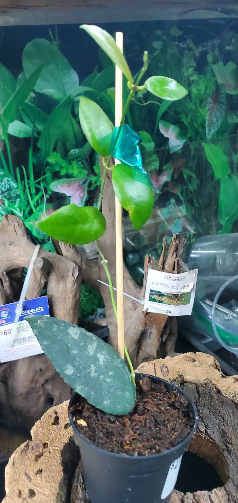 Magazoo Hoya caudata plant