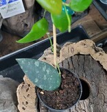 Magazoo Plante Hoya caudata