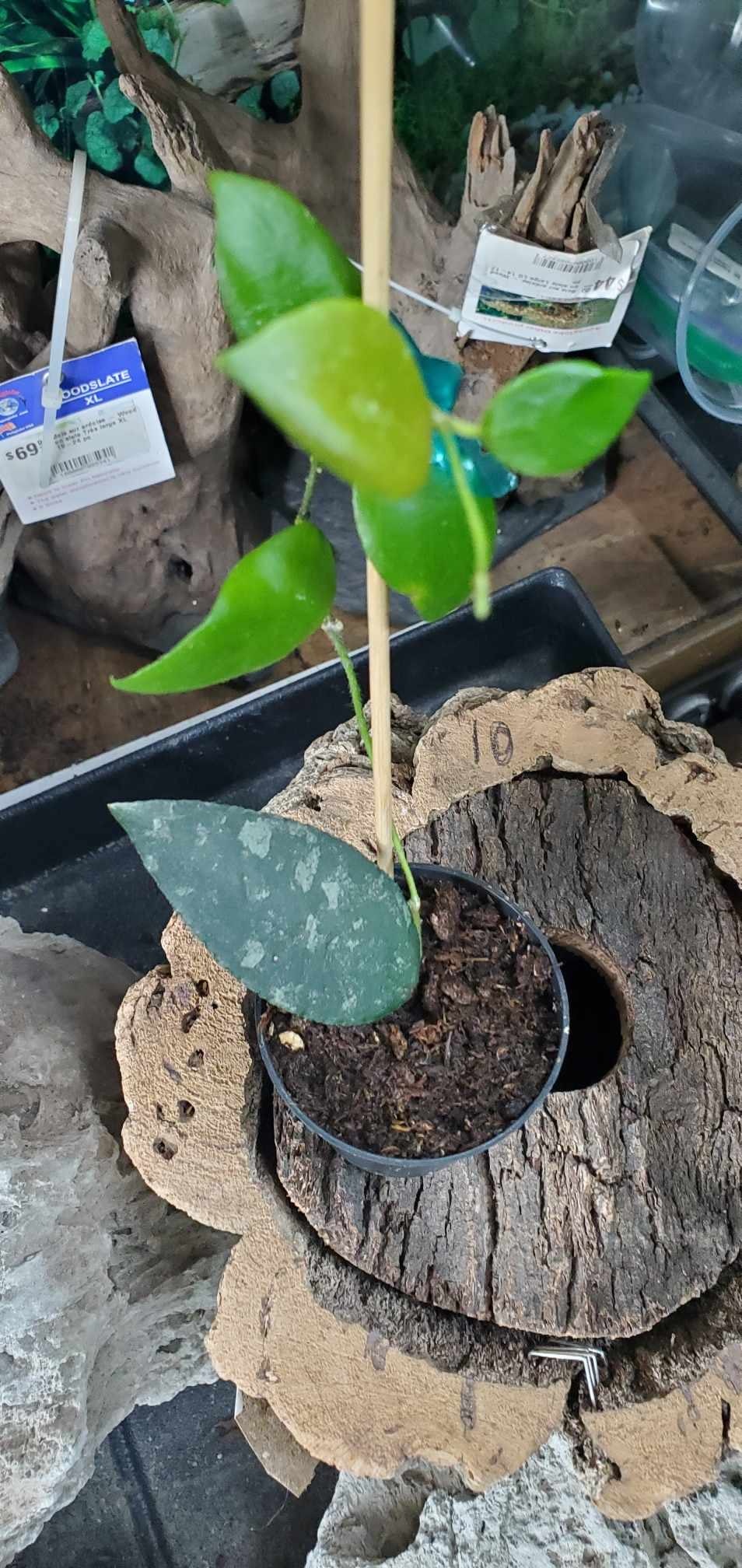 Magazoo Plante Hoya caudata