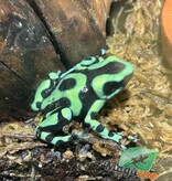 Magazoo Adult Green and black poison Dart frog-Dendrobate auratus dart frog