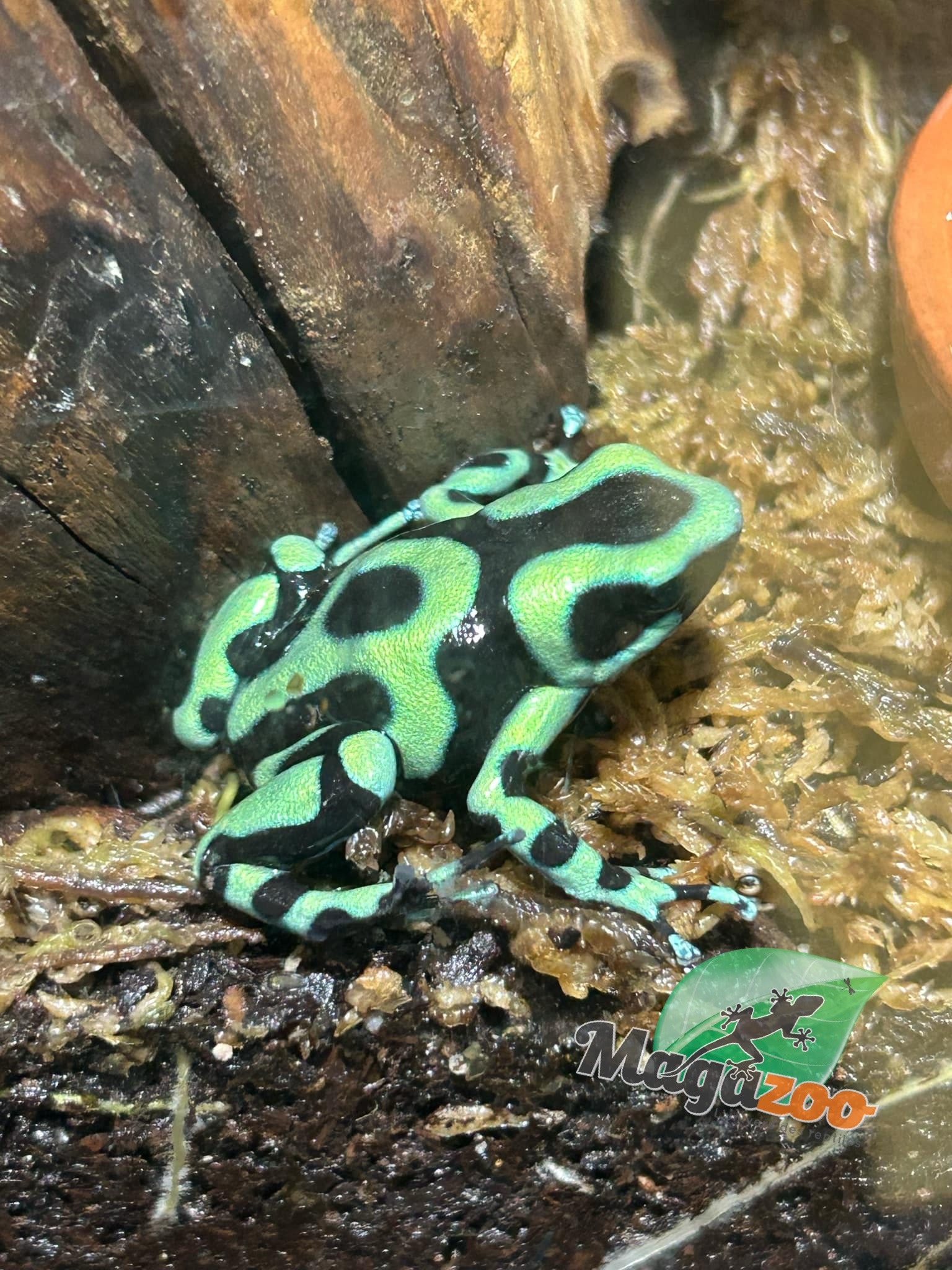 Magazoo Adult Green and black poison Dart frog-Dendrobate auratus dart frog