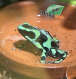 Magazoo Adult Green and black poison Dart frog-Dendrobate auratus dart frog