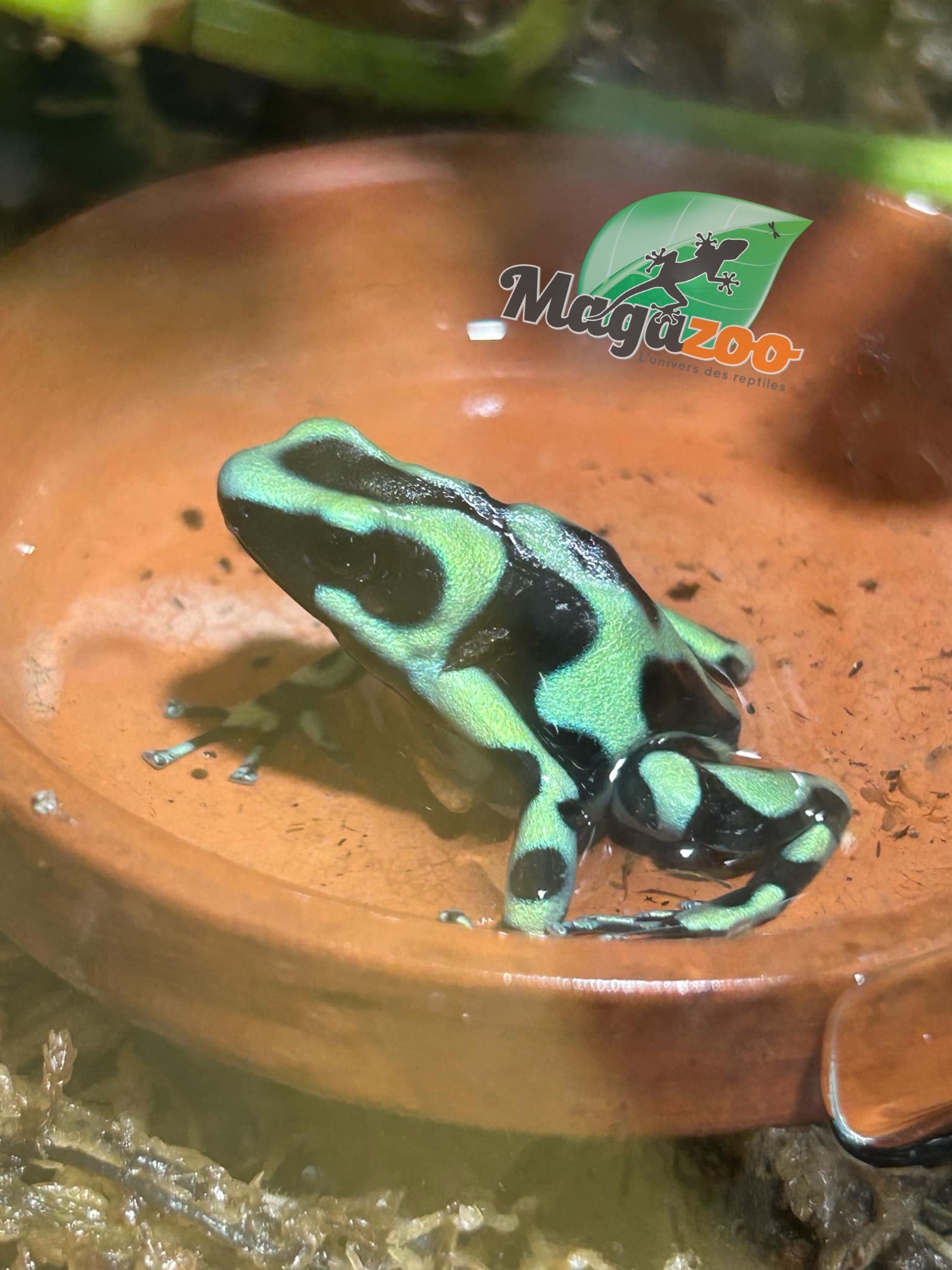 Magazoo Adult Green and black poison Dart frog-Dendrobate auratus dart frog