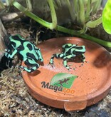 Magazoo Adult Green and black poison Dart frog-Dendrobate auratus dart frog