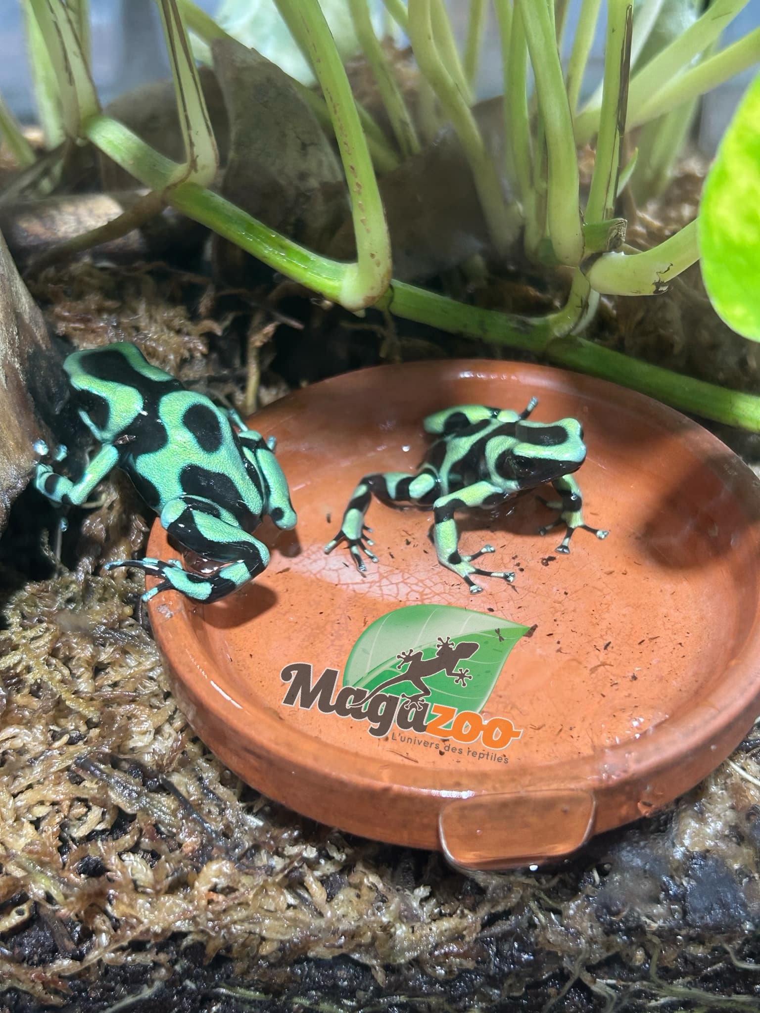 Magazoo Adult Green and black poison Dart frog-Dendrobate auratus dart frog