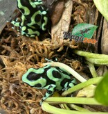 Magazoo Adult Green and black poison Dart frog-Dendrobate auratus dart frog