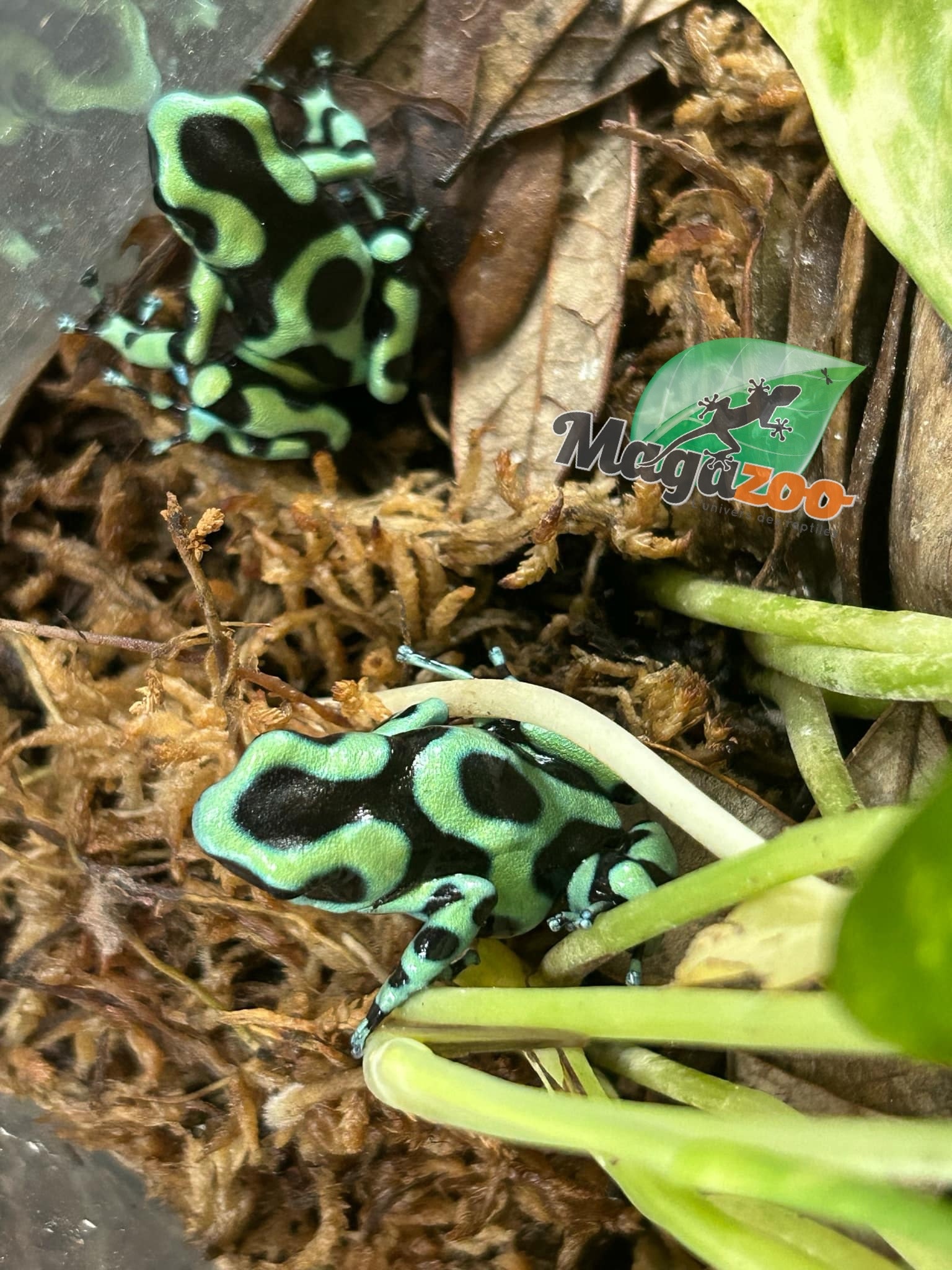 Magazoo Adult Green and black poison Dart frog-Dendrobate auratus dart frog