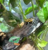 Magazoo Amazonia poison frog Ranitomeya sirensis ''Rio Pachitea''