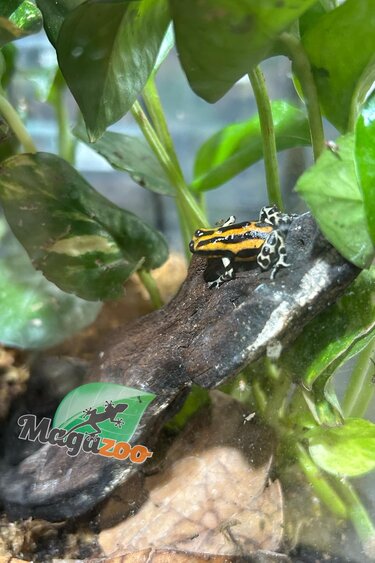 Magazoo Amazonia poison frog Ranitomeya sirensis ''Rio Pachitea''