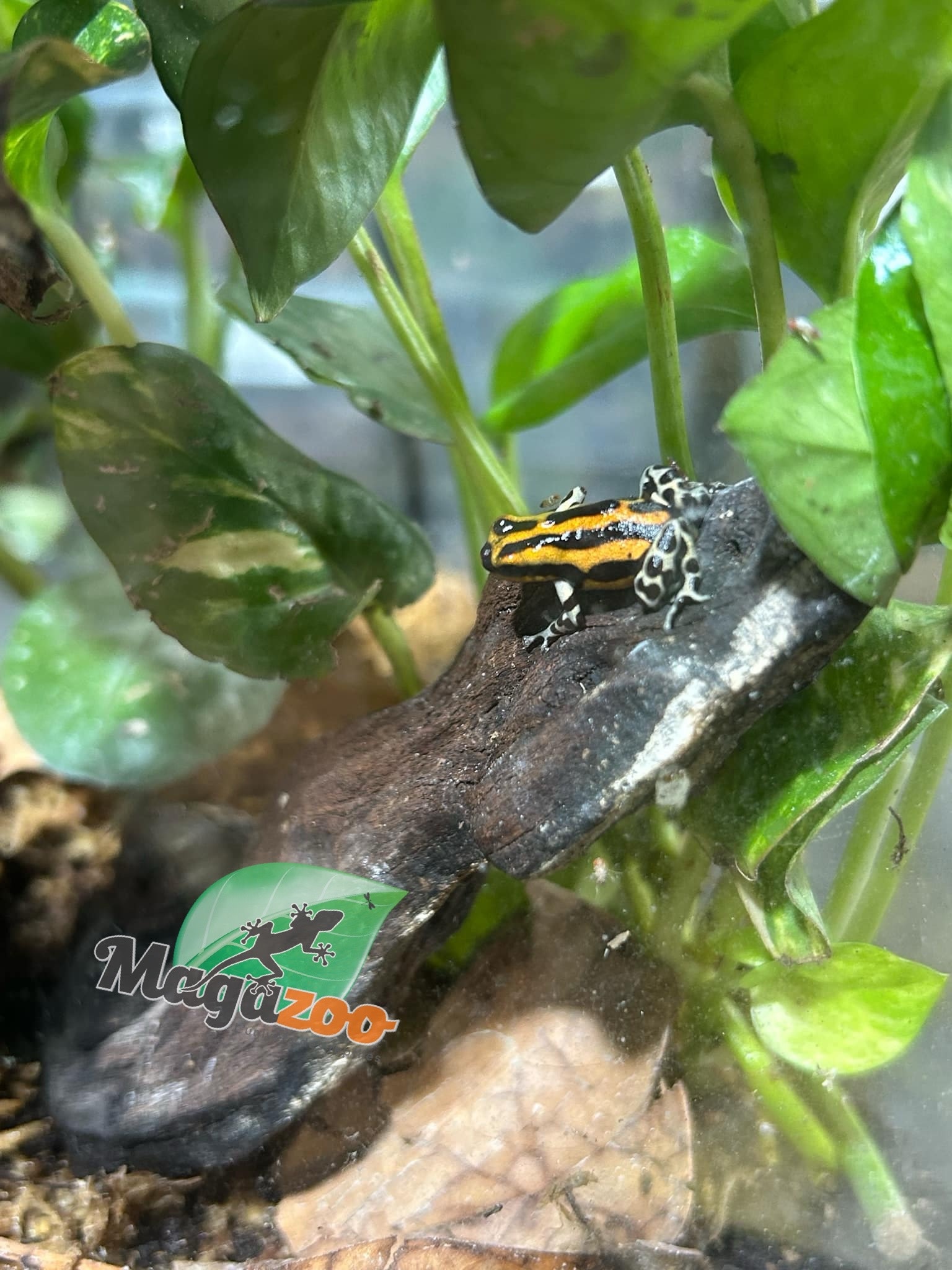 Magazoo Amazonia poison frog Ranitomeya sirensis ''Rio Pachitea''