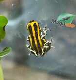 Magazoo Amazonia poison frog Ranitomeya sirensis ''Rio Pachitea''